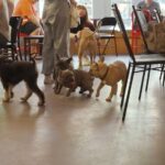 Top 19 Dog Friendly Restaurants in Brooklyn for 2024