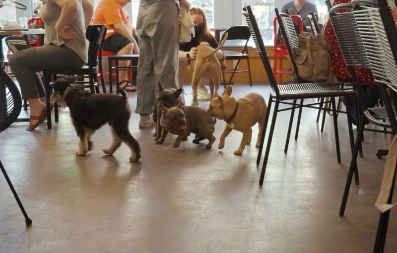 Top 19 Dog Friendly Restaurants in Brooklyn for 2025