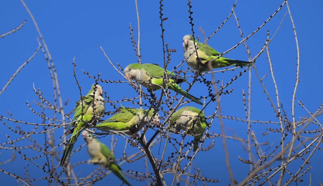 Green Monk Parakeets on the tree with blue sky in the back