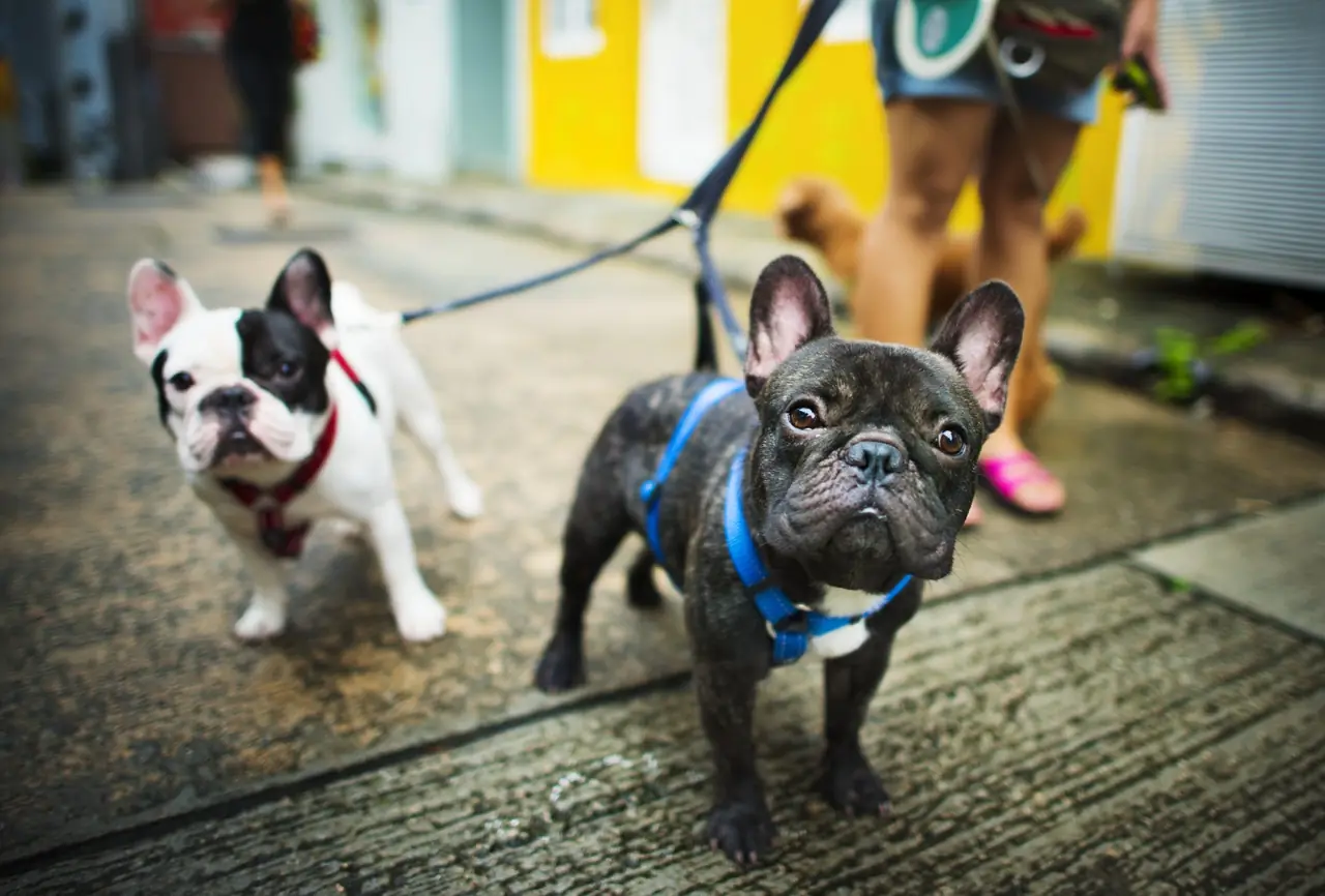 Best Veterinarian in Brooklyn