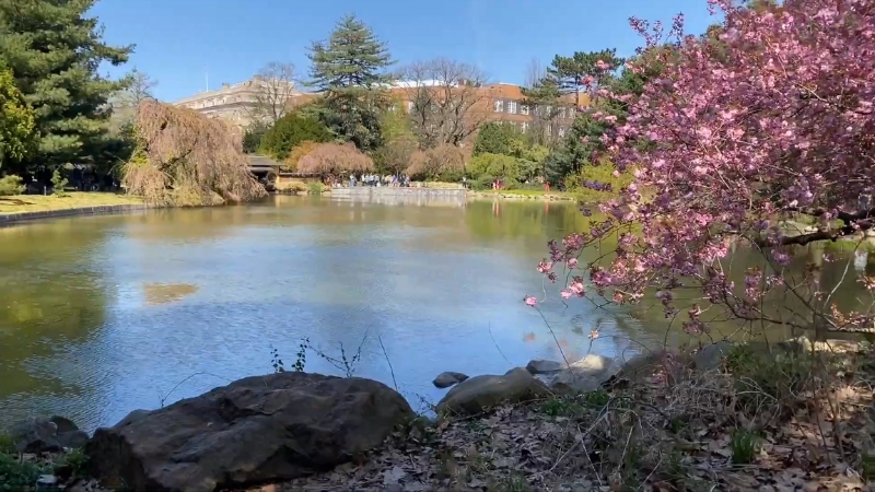 A Serene View of A Pond Surrounded by Trees and Blooming Cherry Blossoms at The Brooklyn Botanic Garden