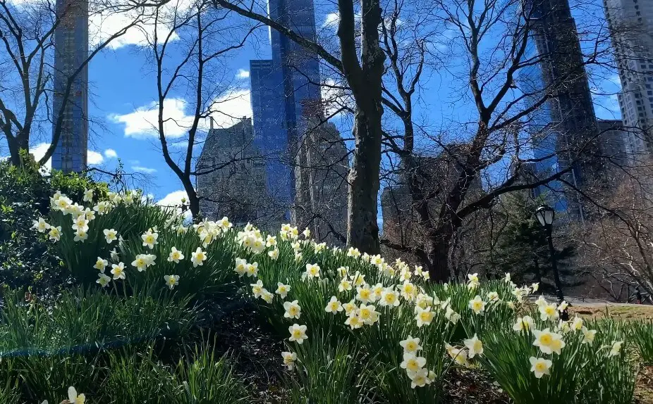 Spring blossoms in the heart of the NYC